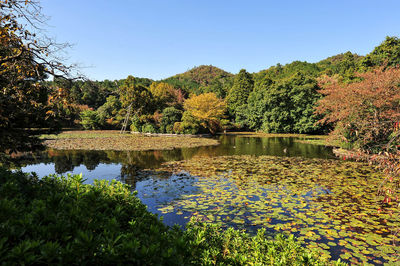 Scenic view of lake by trees against clear sky