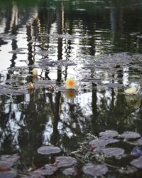 Ducks swimming in lake