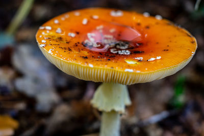 Close-up of mushroom growing on field