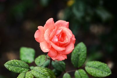 Close-up of pink rose