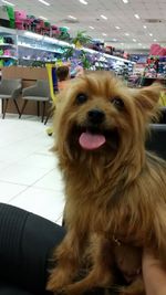 dog