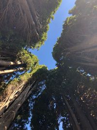 Low angle view of trees against sky