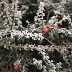 Close-up of frozen flowers on branch