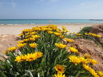 Yellow flowers on beach