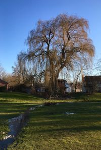 Trees on grassy field