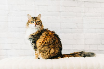 Portrait of cat sitting on wall