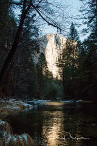 Reflection of trees in water