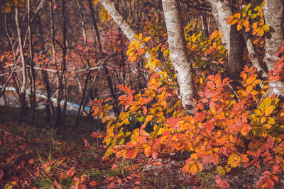 Trees in forest during autumn