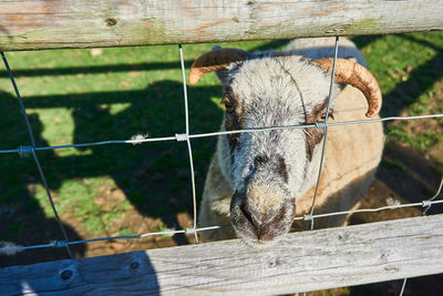 Close-up of goat on fence against blurred background