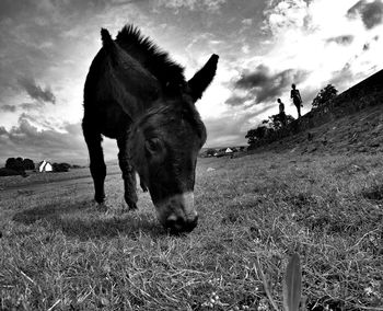 Horse on field