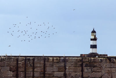 A flock of birds fly close to iconic striped seaham lighthouse