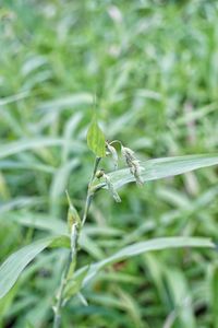 Close-up of insect on grass