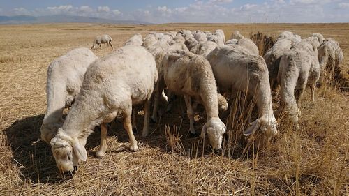 View of sheep on field