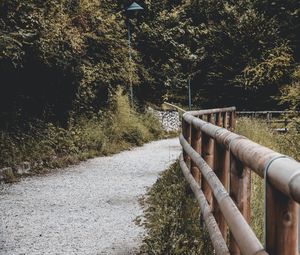 Empty road along trees