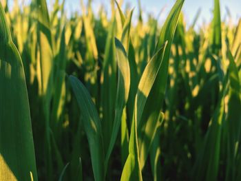 Close-up of fresh green plants on field against sky