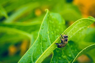 Close-up of insect on leaf