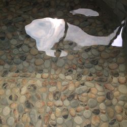 High angle view of dog