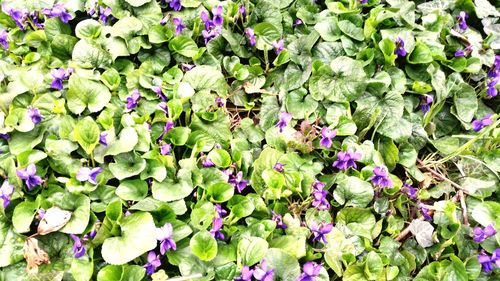 Full frame shot of purple flowering plants