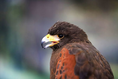 Close-up of eagle against blurred background