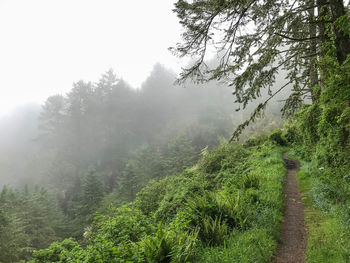 Trees in forest against sky