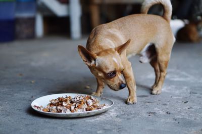 Dog eating meat in plate on floor
