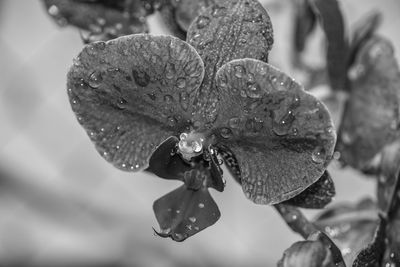 Close-up of water drops on flower