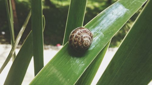 Close-up of snail on leaf