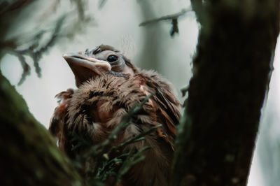 Bird perching on a tree