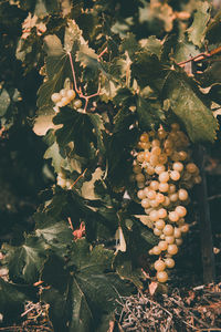 Close-up of fruits growing on tree