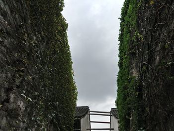 Low angle view of trees against sky