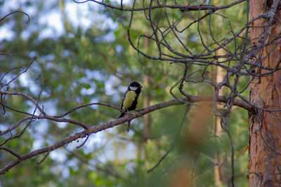 Low angle view of bird perching on branch