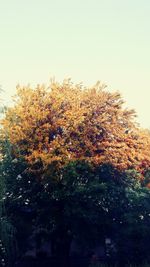 Trees growing against sky