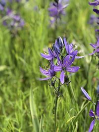 Close-up of purple flowering plant on field