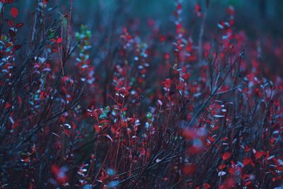 Close-up of red plant on field