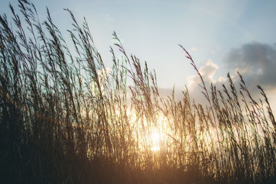 Grass growing in field against sky during sunset