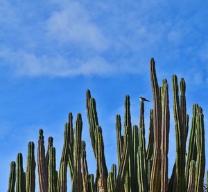 Low angle view of sparrow perching on cactus against cloudy sky