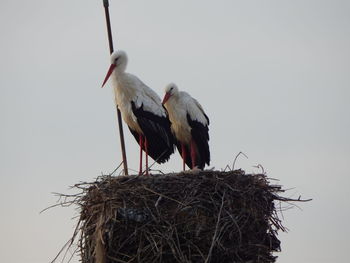 Birds perching on nest