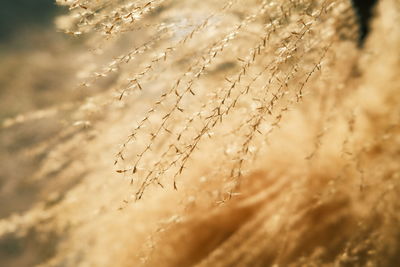 Close-up of wheat field