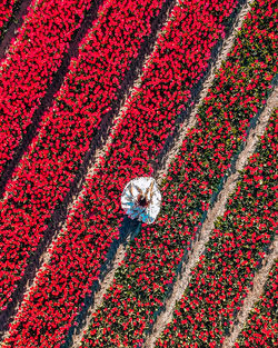 High angle view of red flowering plant