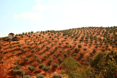 Scenic view of farm against sky