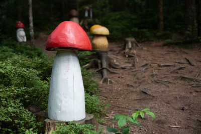 Mushroom growing on field