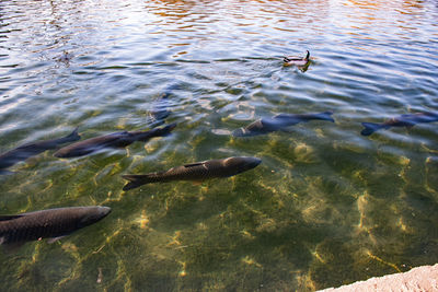 High angle view of fish swimming in lake