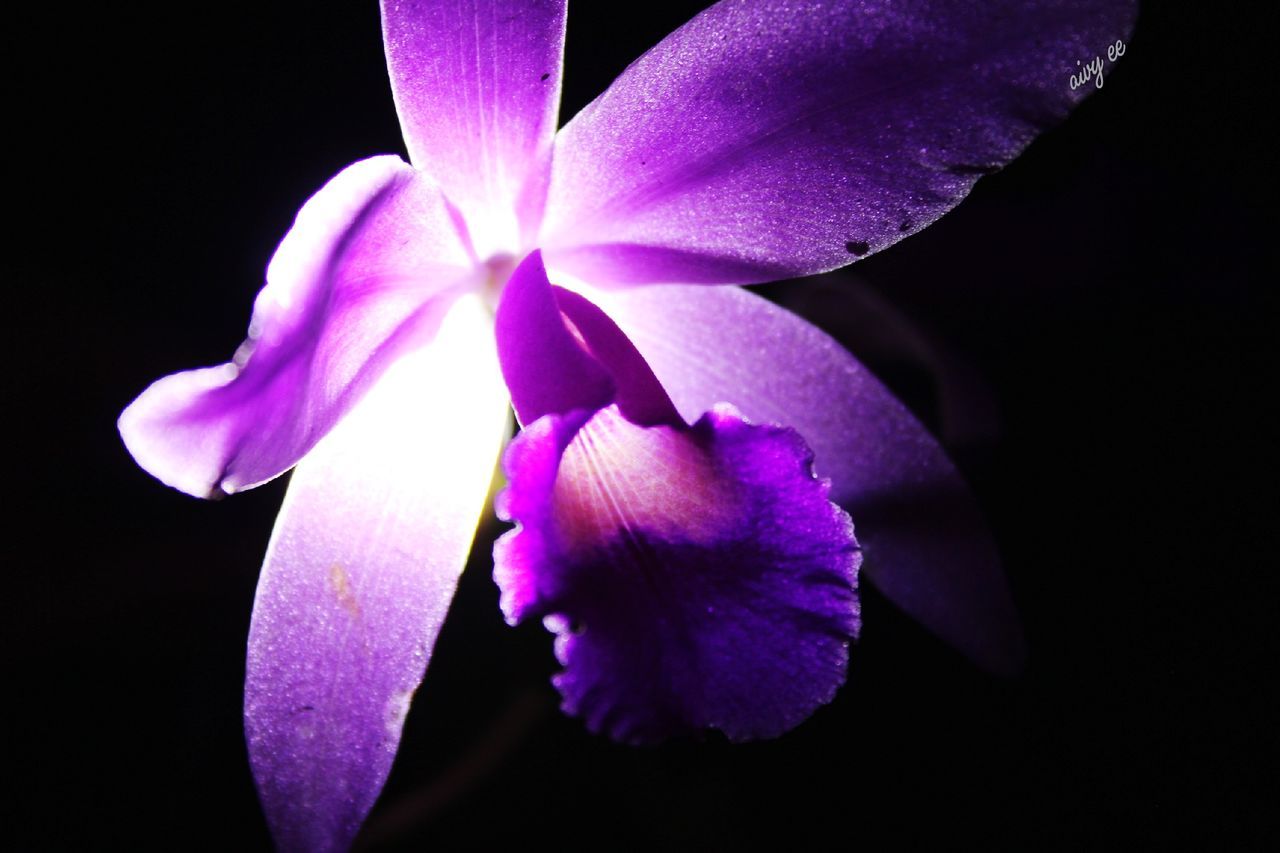 CLOSE-UP OF PURPLE FLOWERING PLANT