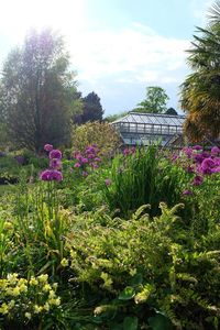 Pink flowering plants in garden