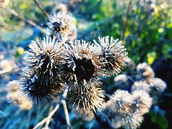 Close-up of thistle