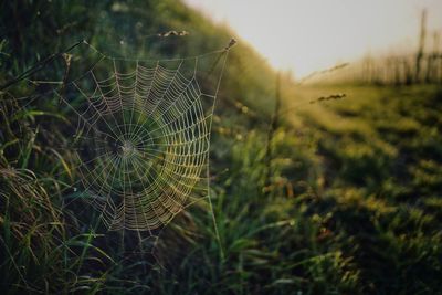 Close-up of spider web on field