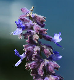 Close-up of purple flowers 