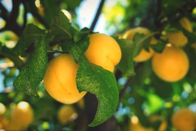 Close-up of fruit growing on tree