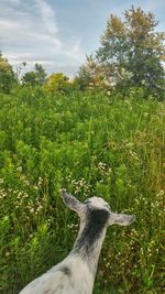 High angle view of goat in grassy field