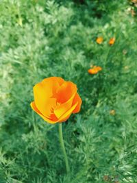 Close-up of yellow flower blooming outdoors